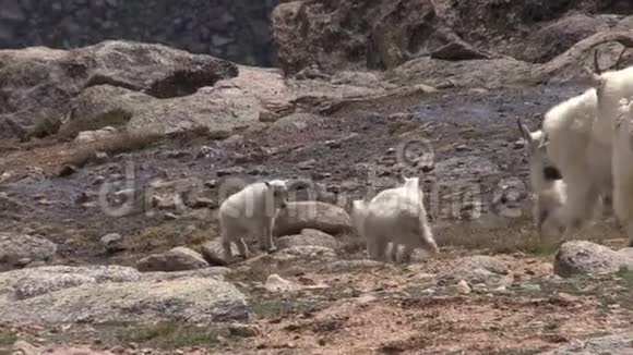 山区山羊儿童在高地玩耍视频的预览图