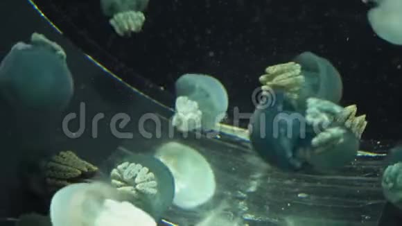 蓝芽水母录像视频的预览图
