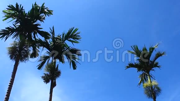 槟榔树和天空视频的预览图
