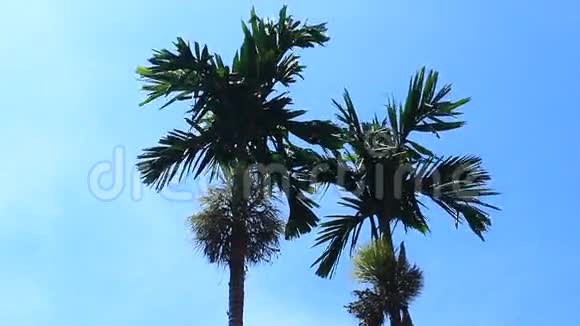槟榔树和天空视频的预览图