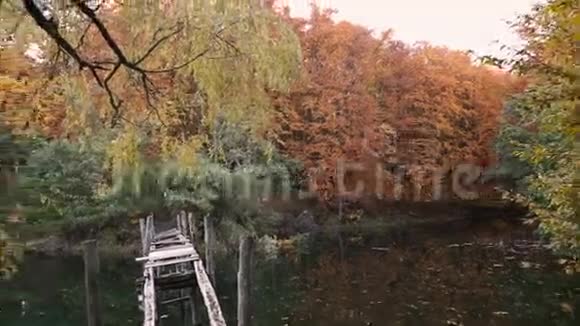 湖中秋林视频的预览图