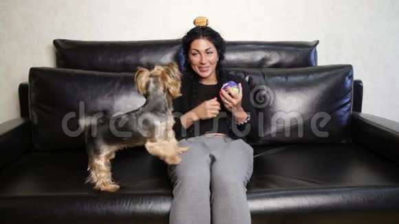 女人和两只宠物狗视频的预览图