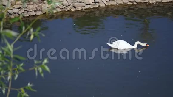 一只白天鹅在湖中的暗水上游泳视频的预览图