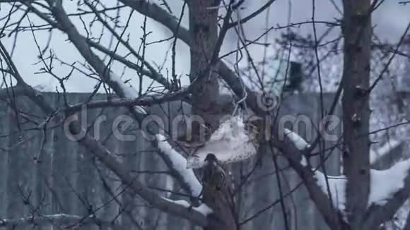 很多麻雀在树上吃东西视频的预览图
