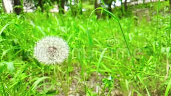 柔和的白花蒲公英在绿草的背景下春天的概念来了慢动作视频的预览图