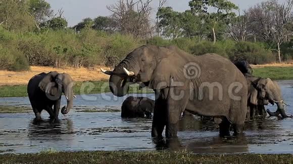 非洲象非洲象卡瓦伊河莫雷米保护区博茨瓦纳奥卡万戈三角洲的集体饮用水视频的预览图
