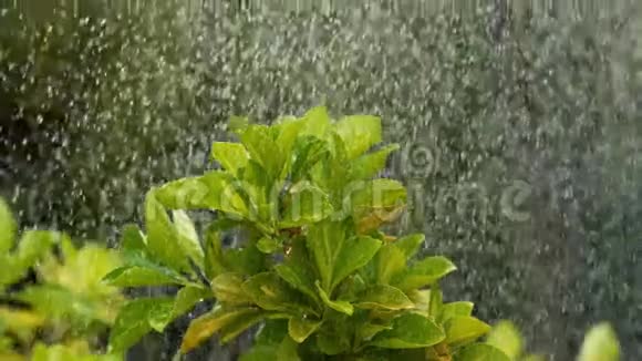 落在诺曼底的杜鹃花上的雨视频的预览图