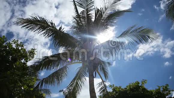 蓝天和明媚的阳光下的椰子树视频的预览图