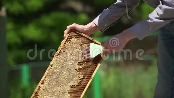养蜂人打开蜂巢清洗蜂蜜细胞视频的预览图