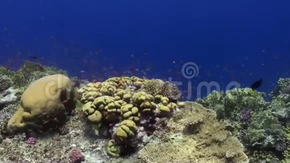 珊瑚礁和学校的鲜橙色鱼水下红海视频的预览图
