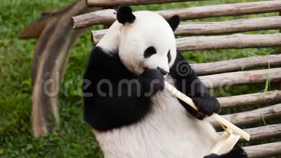 可爱的大熊猫享受竹子视频的预览图