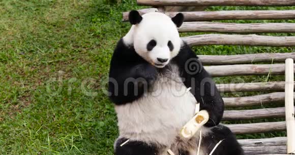 可爱的熊猫享受竹子视频的预览图