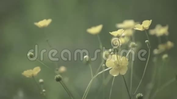 在田野里合上野花生长在绿色草地上的野花视频的预览图