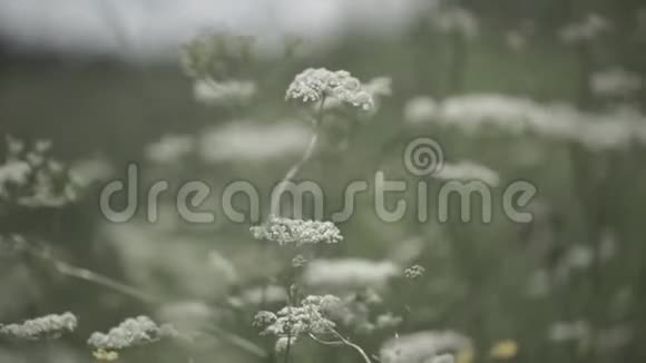 在田野里合上野花生长在绿色草地上的野花视频的预览图