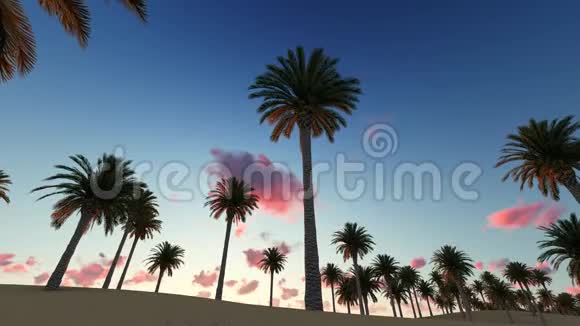 飞机飞过海滩上的棕榈树视频的预览图