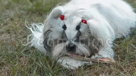 石子狗在草地上在一块木头上视频的预览图