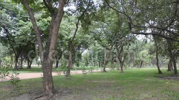 公园里的绿树视频的预览图