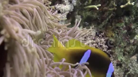 红海海中海葵科小丑鱼学视频的预览图