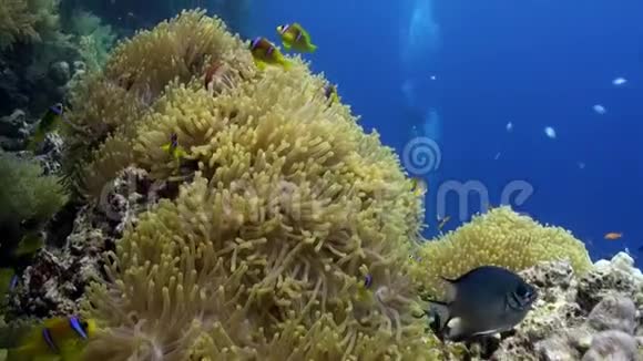 红海海中海葵科小丑鱼学视频的预览图