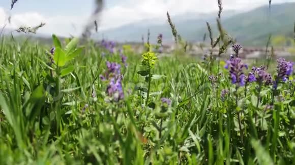 夏天草地上的各种草甸花和嫩绿多汁的草在风中刺破视频的预览图