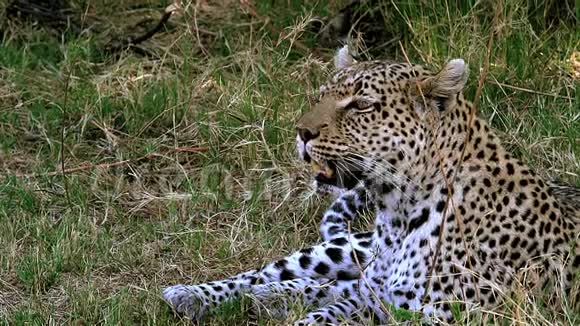 豹潘特拉帕杜斯母亲铺设莫雷米保护区奥卡万戈三角洲在博茨瓦纳视频的预览图