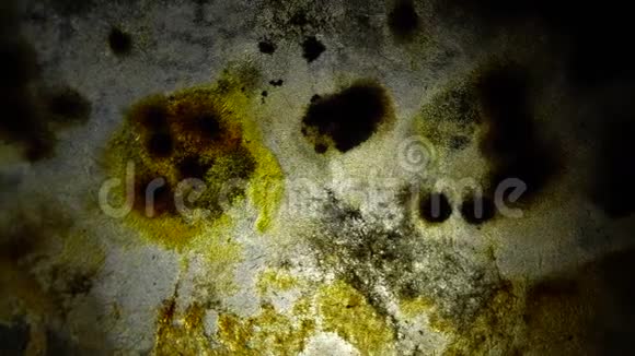 旋转时在石榴片上形成的霉菌视频的预览图