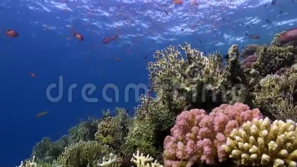 在珊瑚礁水下的明亮的橙色鱼的流派红海视频的预览图