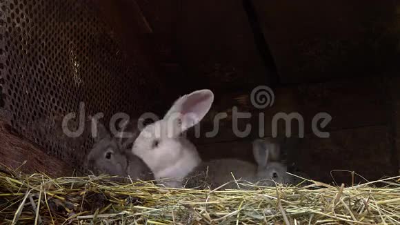 小灰兔和他们的妈妈在巢里视频的预览图