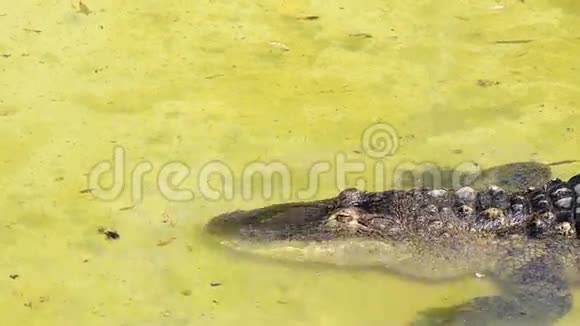 鳄鱼在河里移动视频的预览图