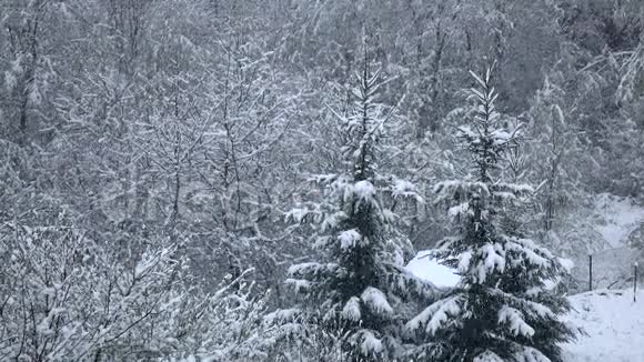 雪平静而安静地落在树枝上冬季视频的预览图