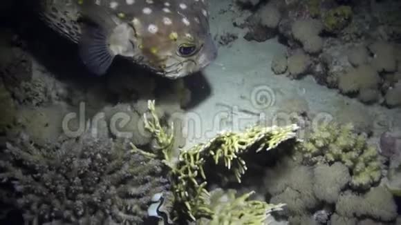 愤怒的豪猪鱼在礁石上游泳视频的预览图