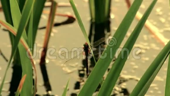 蜻蜓在芦苇上飞翔视频的预览图