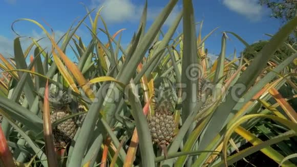 毛里求斯岛蓝天夏季菠萝农场景观视频的预览图