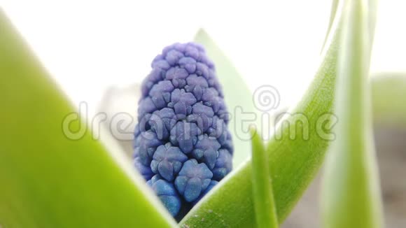 美丽的蓝色麝香花在春天的花园里绽放视频的预览图