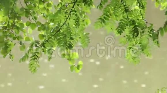 雨滴落下背景下的湿润绿叶视频的预览图