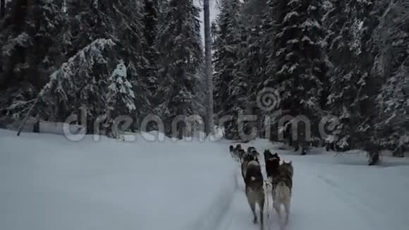 在冬天的森林里骑狗视频的预览图