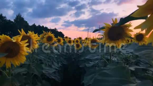 一片盛开的向日葵背景上有美丽的日落视频的预览图