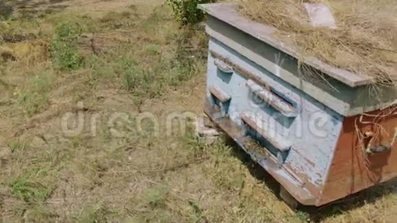 在草地上的蜂巢里新收获视频的预览图