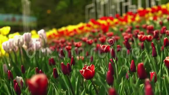令人惊叹的春天景观视频的预览图