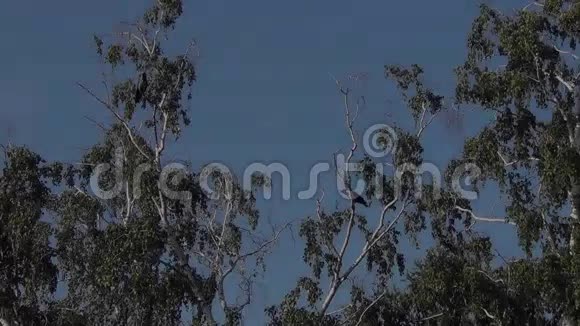 乌鸦坐在桦树的树枝上视频的预览图