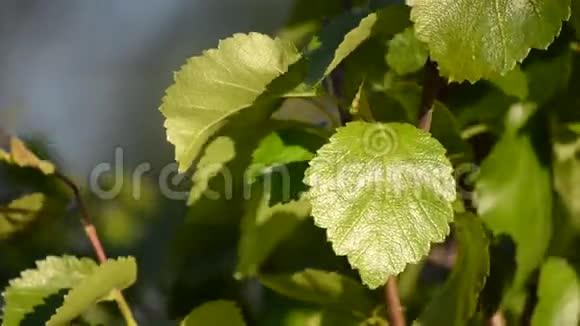 夏日的阳光下一棵棵绿而生机勃勃的白桦树的叶子视频的预览图
