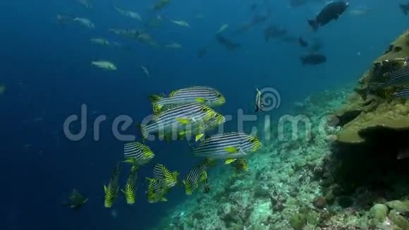 珊瑚礁上热带条纹鱼的学校Flok视频的预览图