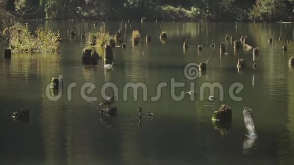 罗马尼亚的红湖美丽的湖泊自然视频的预览图