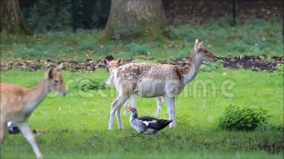 公园里的浅鹿和灰鹅视频的预览图