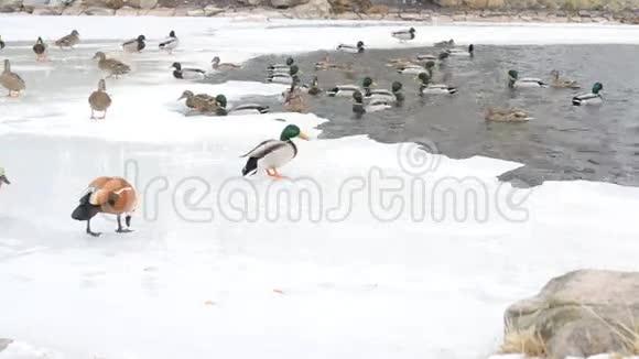 冬天人们在池塘的冰面上养了很多鸭子视频的预览图