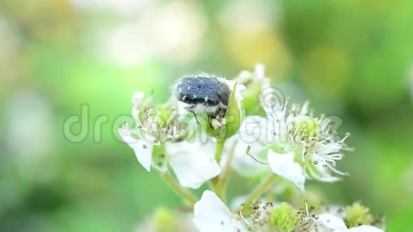 黑甲虫在黑莓花中有白色斑点视频的预览图