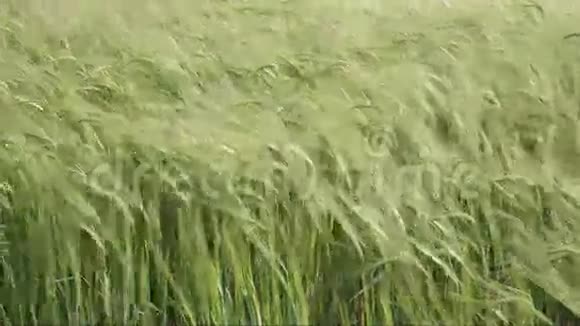 小麦耳朵视频的预览图