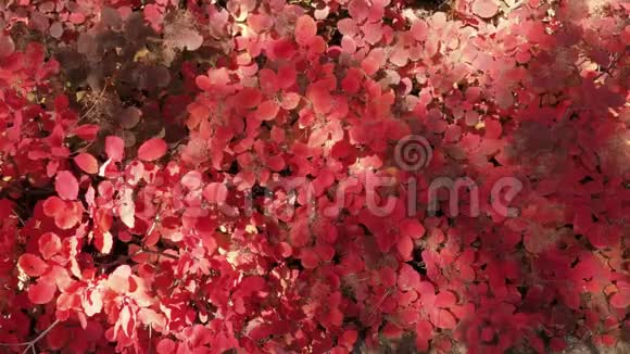 阳光下有红色和金色叶子的灌木视频的预览图