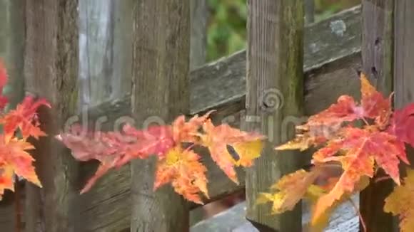 枫树的落叶有风雪红金视频的预览图