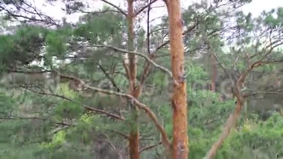 从上面看公园的一片松林视频的预览图